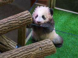 En tres años, Yuan Meng deberá regresar a China; mientras tanto vivirá en el zoológico de Beauval. EFE / C. Petit