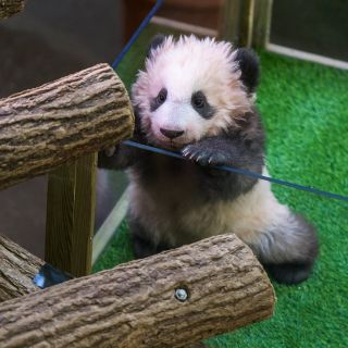 Brigitte Macron bautiza al primer bebé panda de Francia