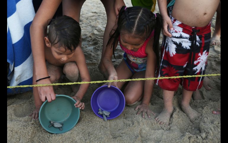 Niños ayuden a liberar las crías.
