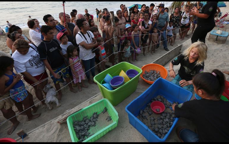 Voluntarios colocan a las crías en recipientes para repartirlos a las personas que deseen ayudar a liberarlas.