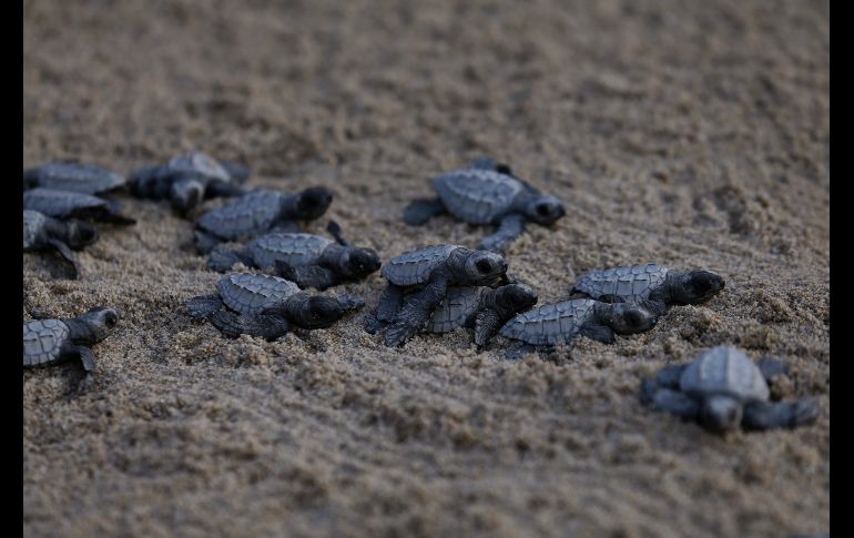 En el campamento de tortugas de Sayulita se reubican nidos de tortugas golfinas para permitir que se desarrollen.