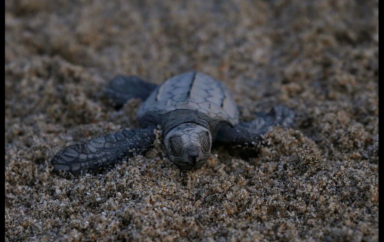 Esta temporada se estableció un récord del programa con 35 mil crías.