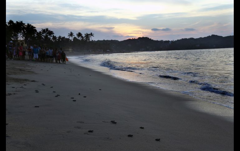 El progama de Sayulita ahora forma parte de una asociación civil conocida como Red Tortuguera, pero el campamento depende de las donaciones y los voluntarios.