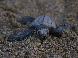 Liberan 35 mil tortugas en Sayulita