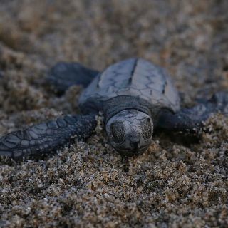 Liberan 35 mil tortugas en Sayulita