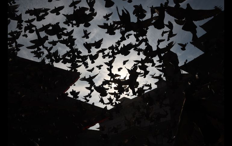 Palomas vuelan en la plaza Durbar de Katmandú, Nepal. La plaza es un sitio patrimonio de la humanidad de la UNESCO. AFP/P. Mathema