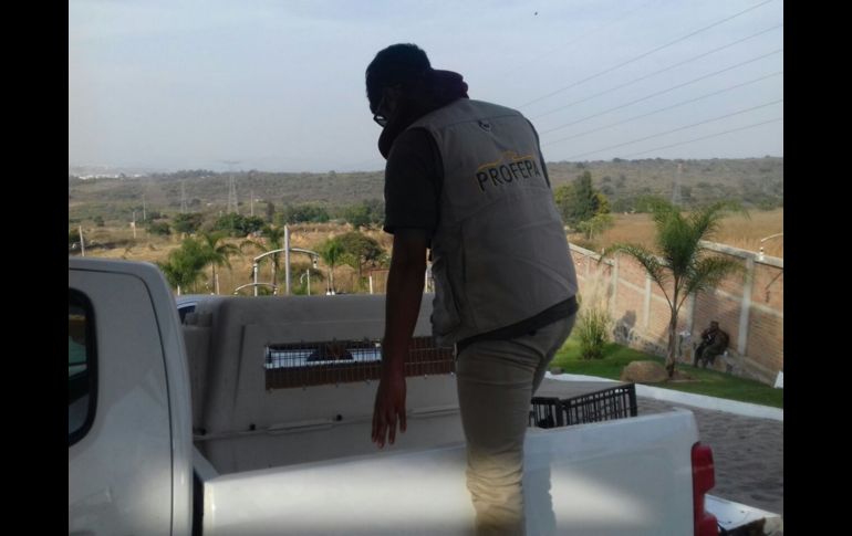 Personal de la Profepa aseguró los animales de manera precautoria.