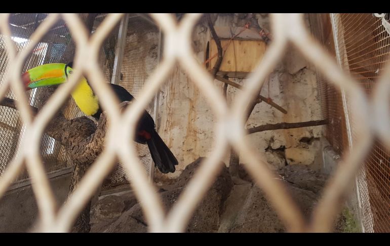 El tucán pecho amarillo es una especie amenazada.