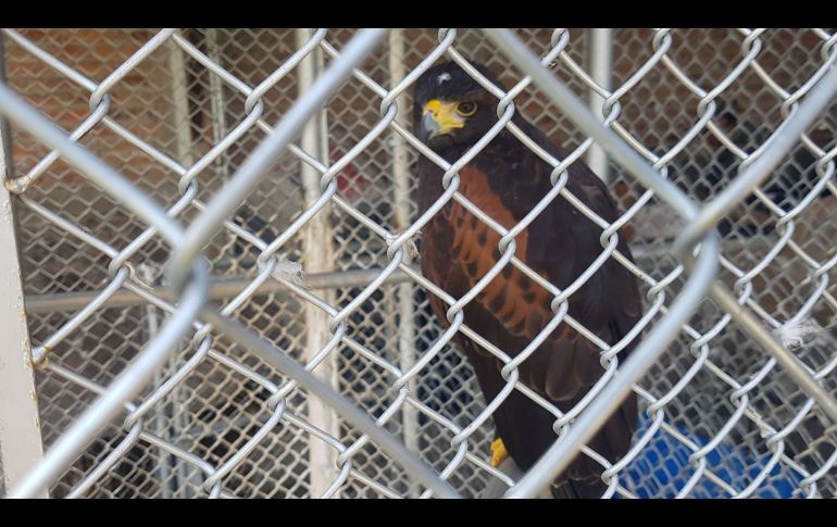 Un aguililla de Harris.