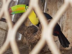 Aseguran animales exóticos en rancho donde murió  "Don Chelo"