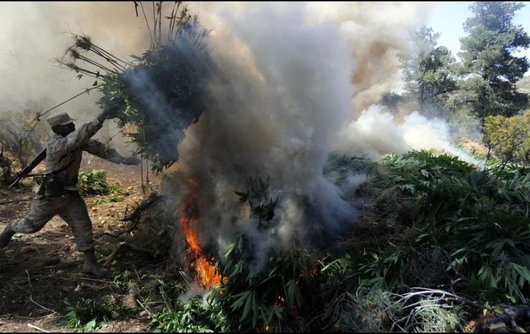 La PGR en Jalisco informa que inicia dos carpetas de investigación contra quienes resulten responsables por el delito contra la salud. EL INFORMADOR / ARCHIVO