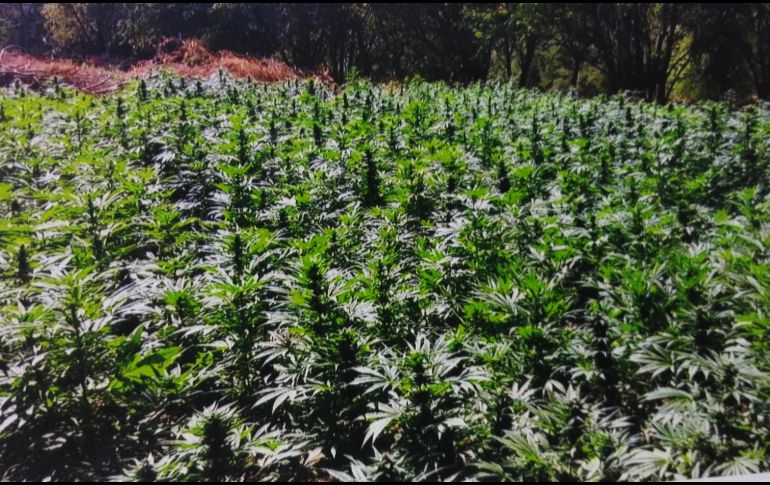 Los sembradíos fueron encontrados en los poblados conocidos como “El Limón y Hacienda de la Cofradía”. NTX/ ARCHIVO