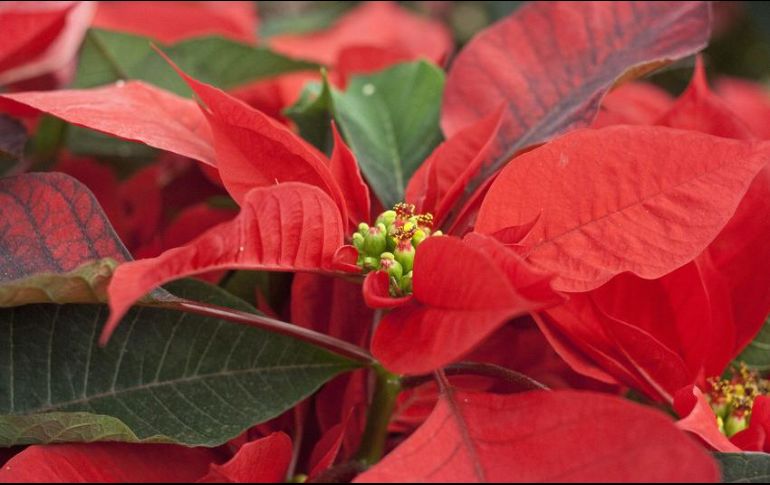 La Nochebuena tiene su raíz en la flor Cuetlaxóchitl, que en náhuatl significa 