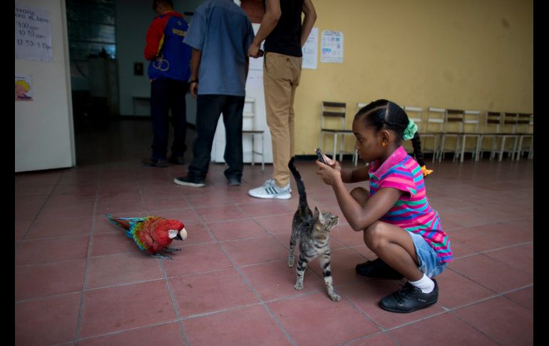 Una niña capta a una guacamaya que se introdujo a una casilla electoral en Caracas, Venezuela, durante la jornada para elegir cientos de alcaldes. AP/A. Cubillos