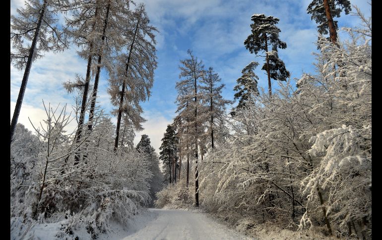 Un bosque cerca de Wapowiec, al sureste de Polonia.