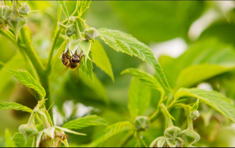 La investigación sugiere que la acción de la anestesia sobre los niveles celulares y orgánicos de los animales es similar a la de las plantas. EL INFORMADOR/ARCHIVO