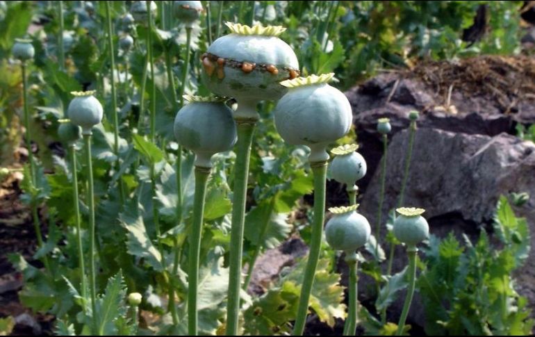 En el lugar se recaban muestras representativas y son puestas a disposición del Ministerio Público de la Federación. SUN / ARCHIVO