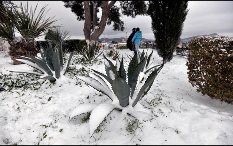Se espera la declaratoria para los municipios de Concepción del Oro, Mazapil, Melchor Ocampo y Vetagrande, por nevada severa ocurrida el 8 de diciembre. EFE / ARCHIVO