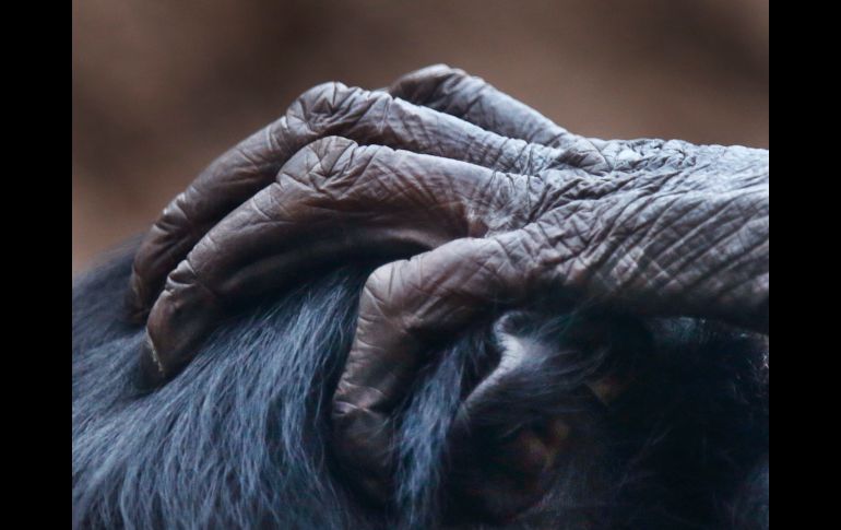 La mano de un chimpancé toca la cabeza de otro en el zoológico de Fráncfort, Alemania. AP/M. Probst