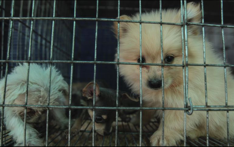 Excluye de esta definición a las especies exóticas invasoras y las destinadas al consumo. EL INFORMADOR/ ARCHIVO