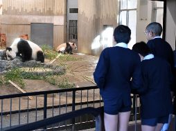 Un grupo de estudiantes observa a Xiang Xiang (d), quien juega acompañado de su madre, Shin Shin (i). AFP/ESPECIAL