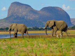 La población de elefantes del Niassa en 2016 era de tres mil 675, según un censo aéreo gubernamental, que ha pasado ahora a ser de entre 1200 y 1600 especies en toda el área de Conservación. ESPECIAL