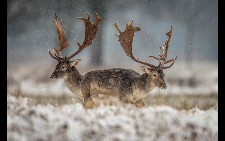 Venados se paran en un campo durante una nevada en Moerfelden-Walldorf, Alemania. AFP/DPA/B. Roessler
