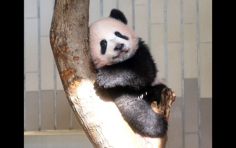 La panda 