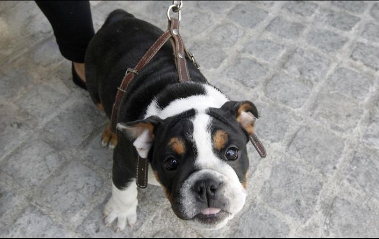 Etólogo recomienda, en el caso de especies convencionales como perros, obsequiarlos cuando los niños ya están en primaria. EL INFORMADOR / ARCHIVO