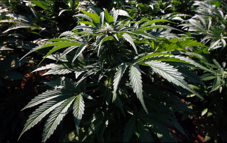 La nueva regulación permitirá el acceso a medicamentos a personas con enfermedades como la epilepsia, artritis, alzheimer, asma, dolor crónico, entre otros. EFE / ARCHIVO