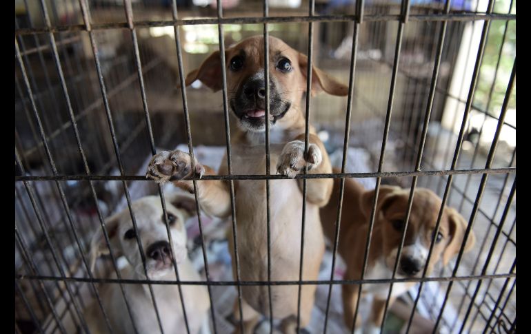 El Santuario Canita alberga 752 animales: 12 gatos y 740 perros.
