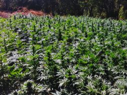 La PGR inició una carpeta de investigación para dar con los responsables del hecho. EL INFORMADOR/ ARCHIVO