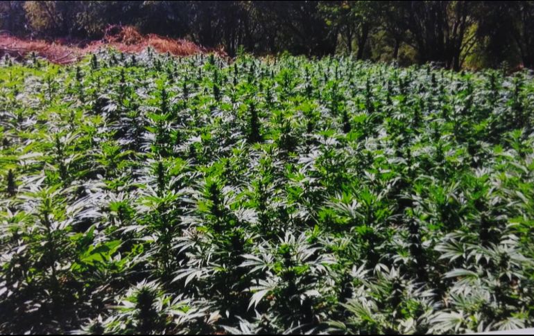 La PGR inició una carpeta de investigación para dar con los responsables del hecho. EL INFORMADOR/ ARCHIVO