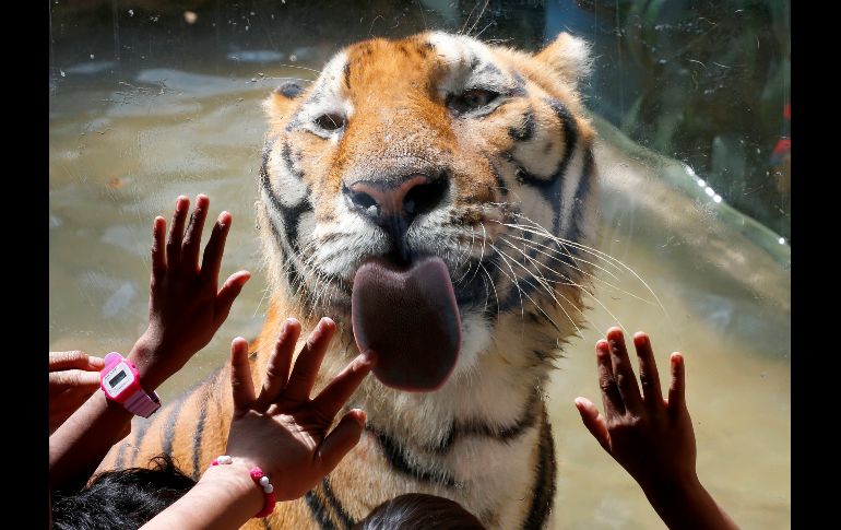 Niños huérfanos interactúan con un tigre de bengala en una visita al zoológico en la ciudad filipina de Malabon, organizada por las fiestas navideñas. AP/B. Marquez