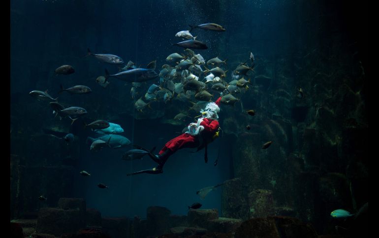 Un hombre en atuendo de Santa Claus nada en el acuario de París. AFP/A. Jocard