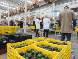 Los técnicos chinos estuvieron en cuatro huertas de aguacate de los municipios de Tonila, Tuxpan y Zapotlán El Grande. EL INFORMADOR/ ARCHIVO