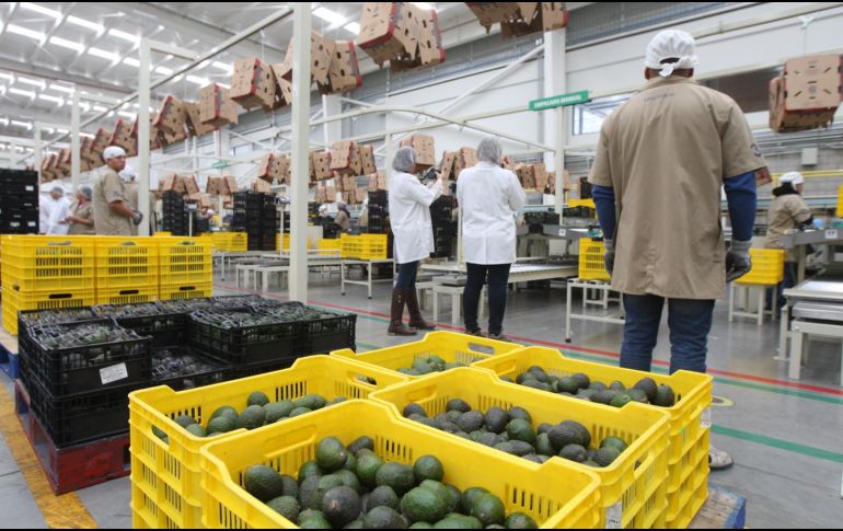 Los técnicos chinos estuvieron en cuatro huertas de aguacate de los municipios de Tonila, Tuxpan y Zapotlán El Grande. EL INFORMADOR/ ARCHIVO
