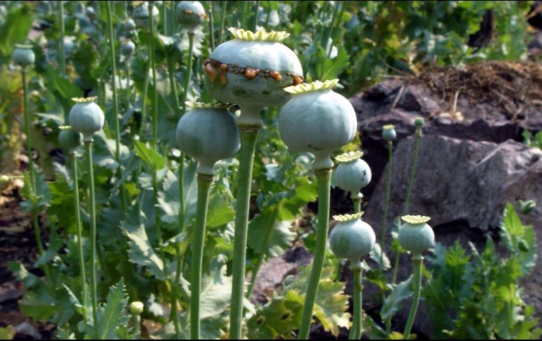 Tras hallar la amapola, se procedió a la destrucción e incineración del sembradío. SUN/ARCHIVO