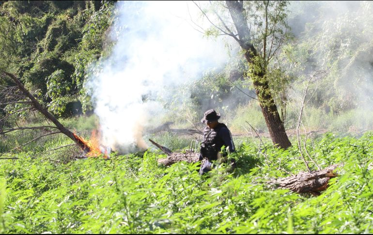 Las muestras representativas, fueron puestas a disposición del Ministerio Público de la Federación. EL INFORMADOR/ ARCHIVO