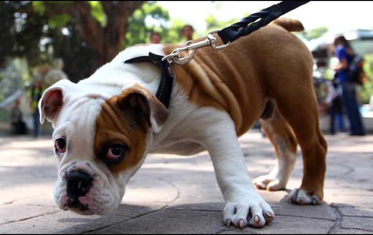 El ingreso se facilita gracias a la implementación del programa 