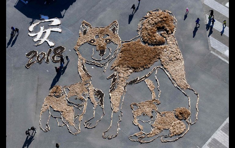 Una imagen de un perro Shiba Inu y sus cachorros se forma en un parque en Hitachinaka Ibaraki, Japón, para celebrar el próximo año chino del perro. La figura mide 22.5 metros x 27 metros. AFP/T. Kitamura