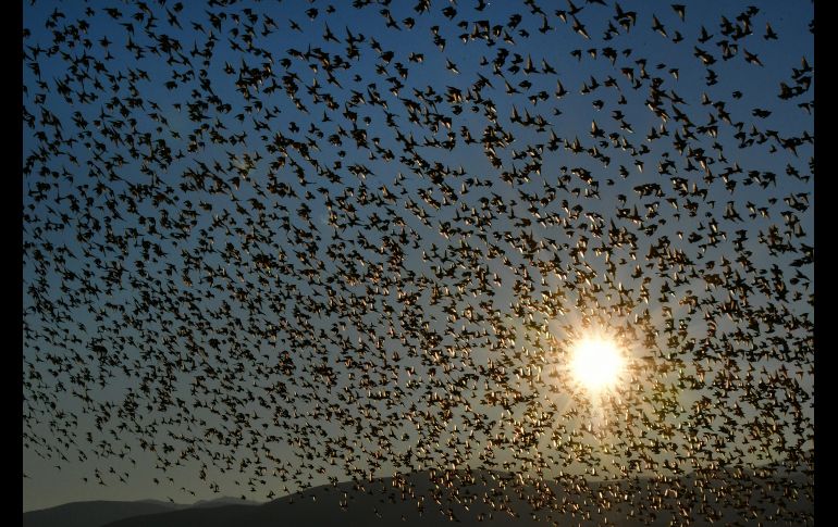 Una bandada de estorninos sobrevuelan un humedal en Nea Kios, Grecia. EFE/B.Vangelis