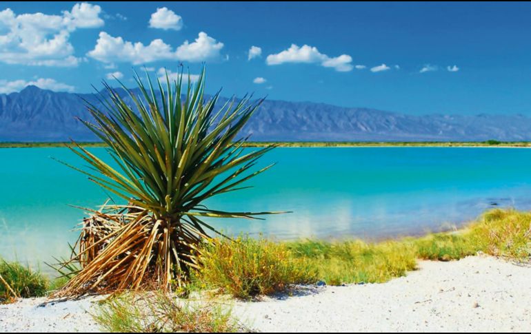 La belleza de una poza milenaria en el desierto. EL INFORMADOR/ P. Somellera