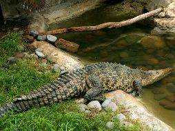 Protección Civil implementó un operativo para buscar al niño. EL INFORMADOR/ARCHIVO