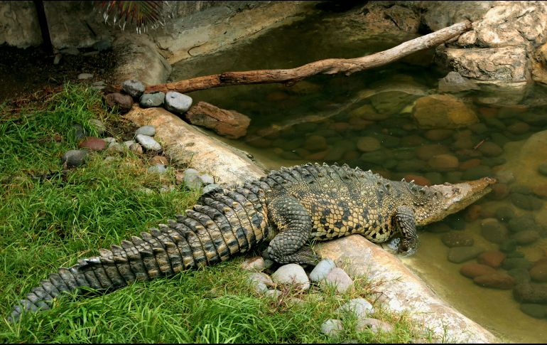 Protección Civil implementó un operativo para buscar al niño. EL INFORMADOR/ARCHIVO
