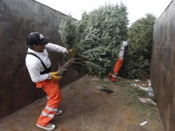 La Comisión Nacional Forestal invita a la población a llevar su árbol natural a los centros de acopio que se han habilitado en todo el país. NTX / ARCHIVO
