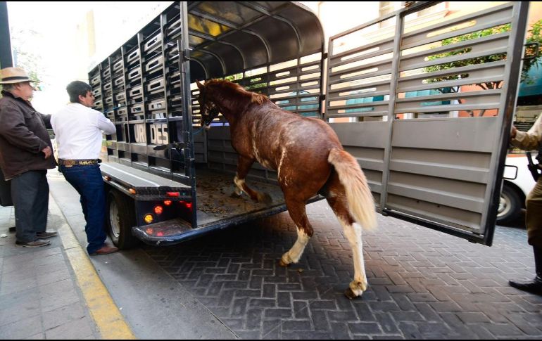 El equino asegurado fue trasladado a las caballerizas de la Comisaría en el Bosque Los Colomos. ESPECIAL
