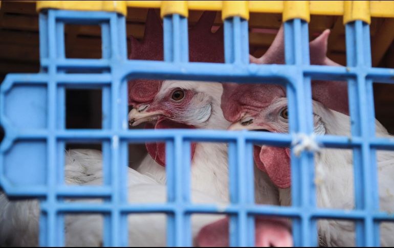 Las instalaciones afectadas, localizadas a unos 45 kilómetros al norte de Seúl, registraron la muerte de 30 aves desde el martes. EL INFORMADOR/ARCHIVO