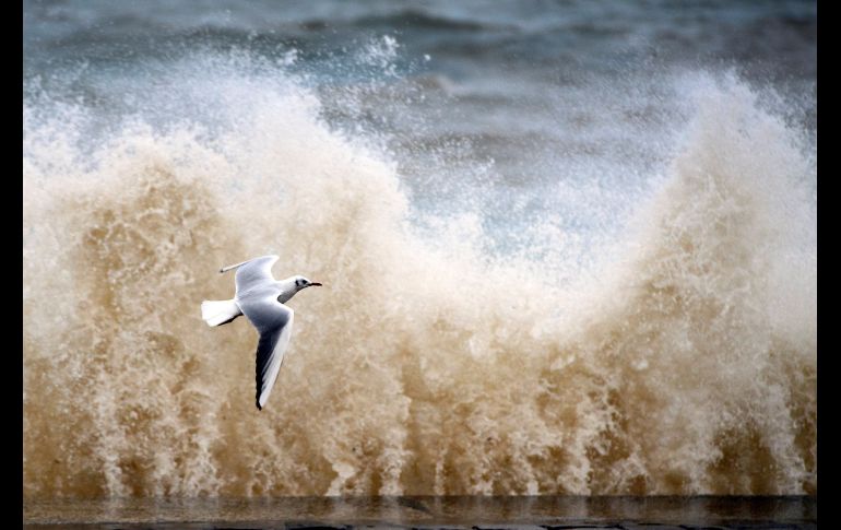 Una gaviota vuela cerca del paseo marítimo en el lago Ginebra, en la ciudad suiza de Vevey. EFE/L. Gillieron