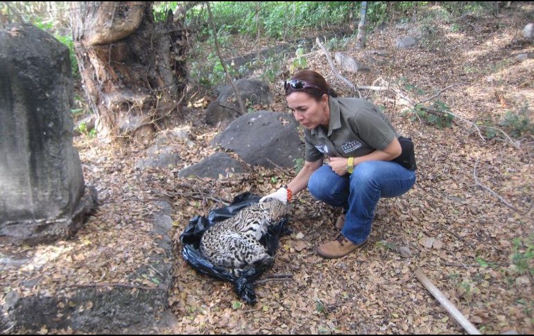 A pesar de los esfuerzos realizados por las autoridades para atender al felino, éste perdió la vida; el ejemplar era una hembra adulta, de 9.43 kilogramos. TWITTER / @PROFEPA_Mx